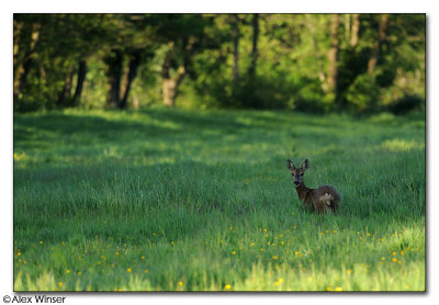 Roe Deer