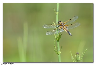 4-Spotted Chaser