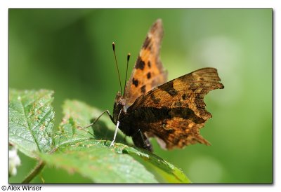 Comma