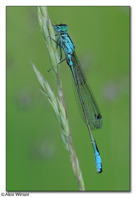 Blue-Tailed Damselfly
