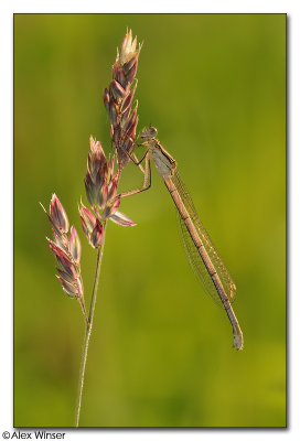 White-Legged Damselfly
