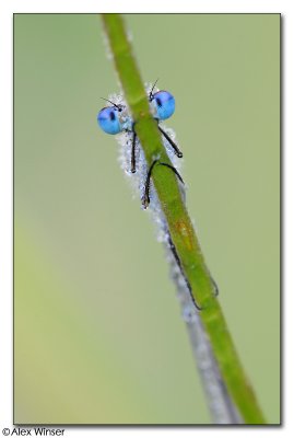 Blue-Tailed Damselfly