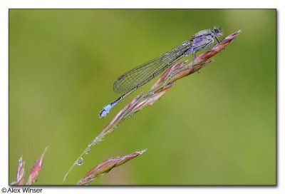 Blue-Tailed Damselfly