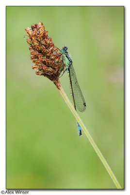 Blue-Tailed Damselfly