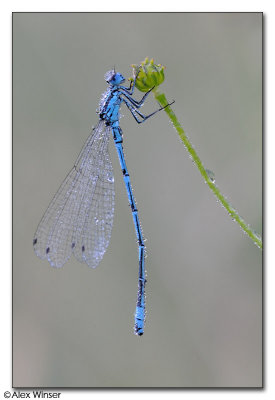 Common Blue Damselfly
