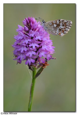 Common Blue on Pyramidal Orchid