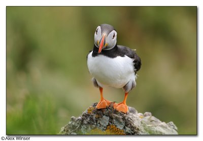 Puffin