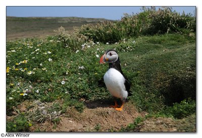 Puffin