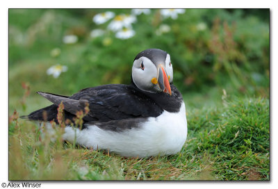 Puffin