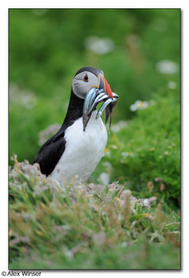 Puffin