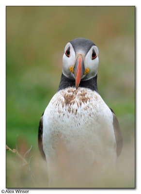 Puffin