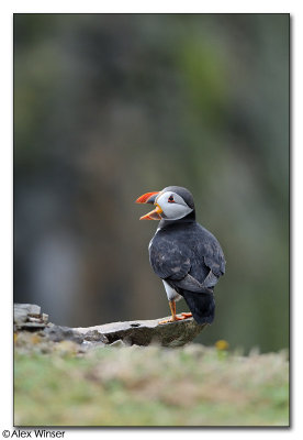 Puffin