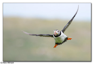 Puffin