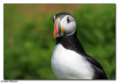 Puffin