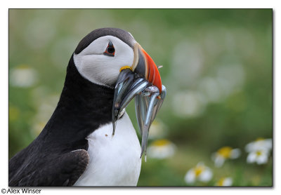 Skomer Island, Wales - 2009