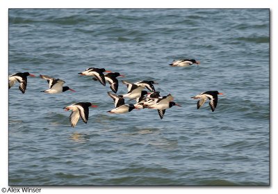 Oystercatchers