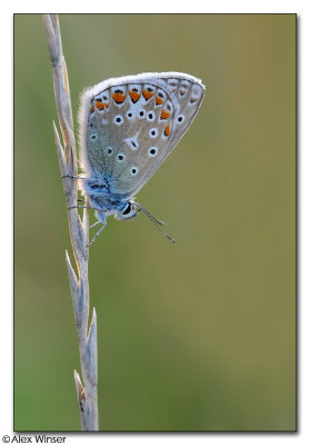 Common Blue