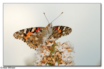 Painted Lady