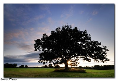 Mighty Oak