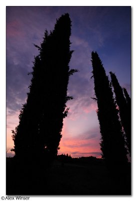 Cypress at Sunset