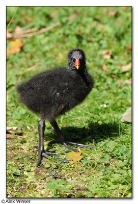 Moorhen Chick