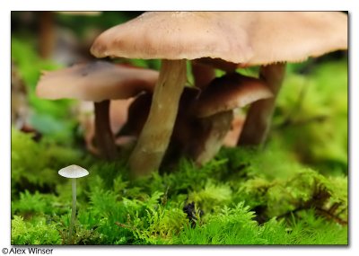 Milk-drop Mycena