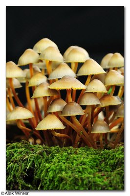 Fungi - unknown