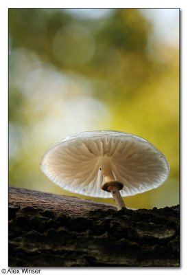 Porcelain Fungi