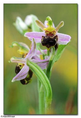 Bee Orchid  (Ophrys apifera)