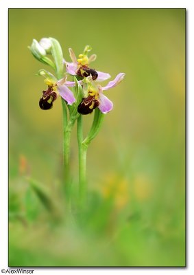 Bee Orchid  (Ophrys apifera)
