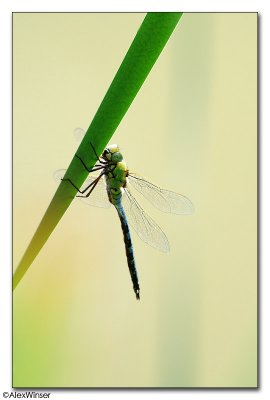 Emperor (Anax imperator)