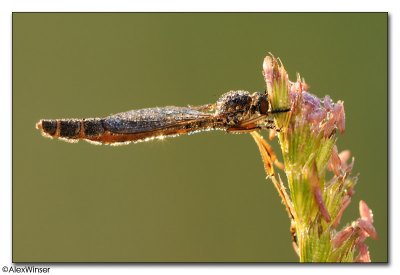 Robber fly at dawn