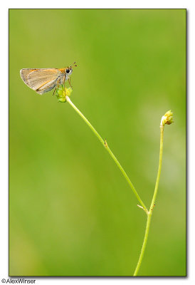 Small Skipper (Thymelicus sylvestris)