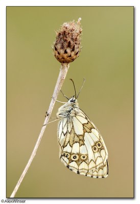 Marbled White (Melanargia galathea)