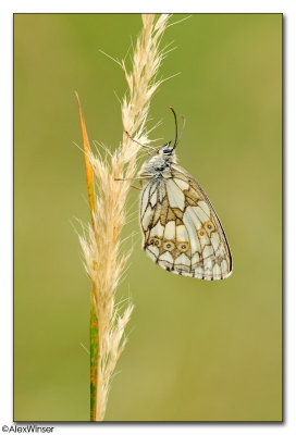 Marbled White (Melanargia galathea)