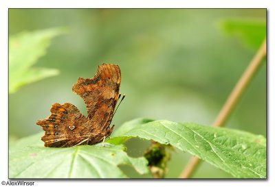 Comma (Polygonia c-album)