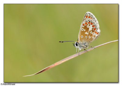 Common Blue (Polyommatus icarus)
