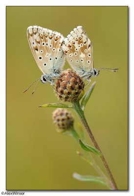 Chalkhill Blues - Lysandra coridon