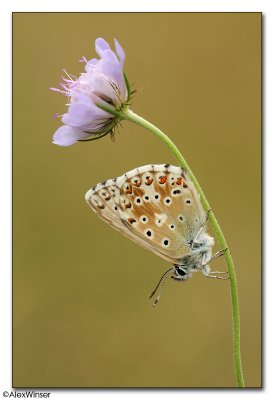 Chalkhill Blue - Lysandra coridon