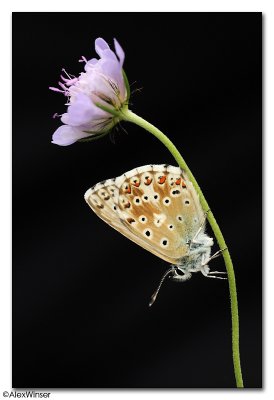 Chalkhill Blue - Lysandra coridon
