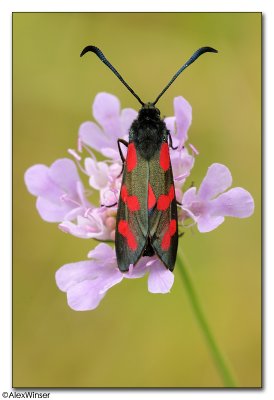 Six-Spot Burnet Moth (Zygaena filipendulae)