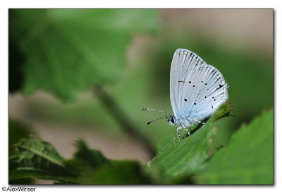 Provenal Short-Tailed Blue - Everes alcetas