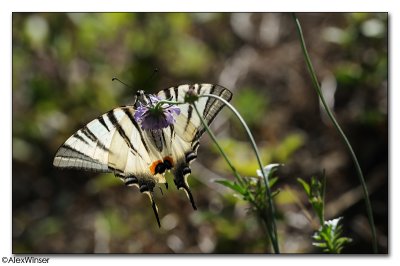 Scarce Swallowtail - Iphiclides podalirius