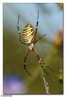 Wasp Spider - Argiope bruennichi