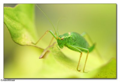 Speckled Bush-Cricket - Leptophyes punctatissima