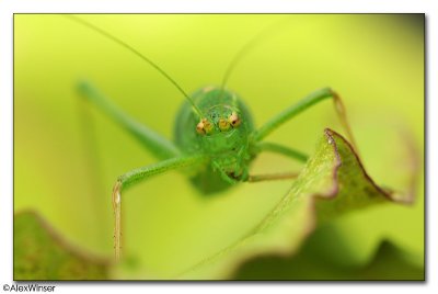 Speckled Bush-Cricket - Leptophyes punctatissima