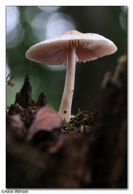 Fungi (unknown)