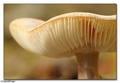 Fungi (Unknown)