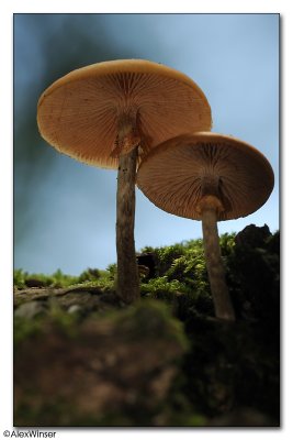 Fungi (Unknown)