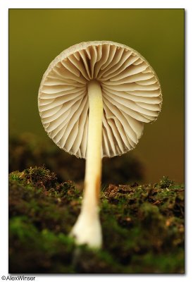 Fungi (unknown)